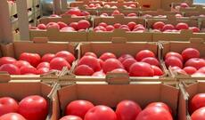 Rusiya 16 erməni şirkətinin meyvə-tərəvəz ixracına qadağa qoydu