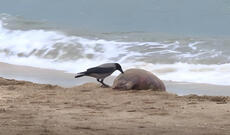Xəzər dənizində canlıların kütləvi tələf olmasının səbəbi açıqlandı