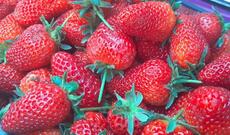 Azərbaycan xarici ölkələrə çiyələk ixracına başlayıb