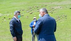 Nazir sürülərin Lerik yaylaqlarına köç prosesini izləyib