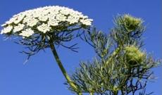 Dişləri təmizləməyin ən təbii vasitəsi