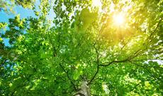 Sabah 34 dərəcə isti olacaq, rayonlarda yağış yağacaq