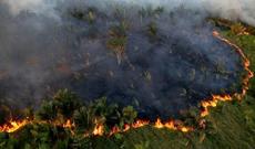 Kaliforniyada meşə yanğınlarının söndürülməsi zamanı 14 nəfər xəsarət alıb