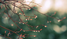 Sabahın hava proqnozu