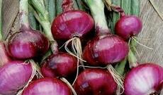 Qırmızı soğan epidemiya mənbəyinə çevrilib