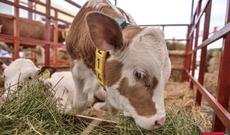 Bu gündən cins mal-qara və cücə idxalı gömrük rüsumundan azad edilir