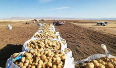 Türkiyəli fermerlərin minlərlə ton kartofu tezliklə Azərbaycana satılmasa çürüyəcək...