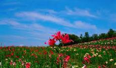 Sabahın hava proqnozu açıqlandı: 20-22 dərəcə isti