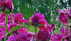 Sabah hava şəraitinin dəyişkən buludlu olacağı,  bəzi ərazilərə yağış yağacağı gözlənilir