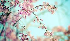 Sabah Azərbaycanda əsl yay havası gözlənilir: 30-35 dərəcə isti