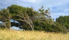 Azərbaycanda xaricə gedənlərdən COVID testi tələb edilməyəcək