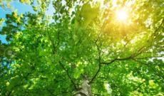 Sabah 42 dərəcəyədək isti olacaq