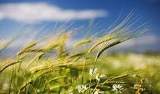 İyulun ilk günü hava küləkli olacaq, bəzi yerlərdə yağış yağacaq