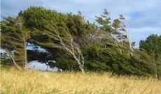 Sabah Bakıda güclü külək əsəcək