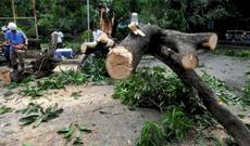 Mərdəkanda 40 min manatlıq ağacları kəsən kimdir?