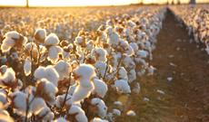 Azərbaycanda pambığın alış qiyməti artırılıb