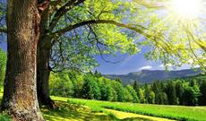 Sabahın hava proqnozu açıqlandı: 35-38 dərəcə isti