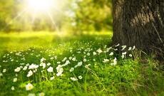 Sabahın hava proqnozu: Bəzi yerlərdə 36 dərəcə isti olacaq