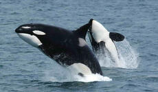 Balina hücumlarına qarşı yeni müdafiə üsulu