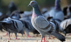 Göyərçinlərə əsəbiləşərək bir göyərçini qəsdən öldürüb