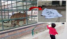 Zooparkda pələng qəfəsə girən adamı parçalayıb