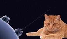 31 milyon kilometr məsafədən Yerə göndərilən pişik videosu