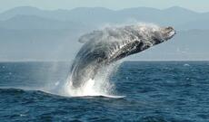 Balina ilə insanlar arasında 20 dəqiqəlik söhbət