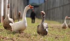 Məhbusların qaçmasının qarşısını almaq üçün qazlardan istifadə edirlər