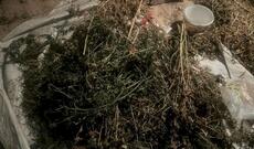 Evində 4 kilo narkotik tapıldı, saxlanıldı