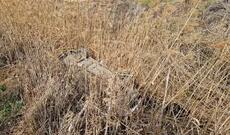 Yevlaxda itkin düşən şəxsin meyiti tapıldı