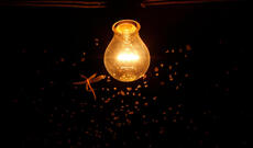 Süni işıq mənbələri həşəratları çaşdırırmı?