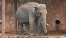 Fil qəzəblənərək sahibini öldürüb