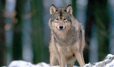 Canavarlar şəhər ərazisini zəbt ediblər