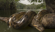 Nəhəng yaşıl anakonda aşkar edilib