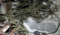 Xankəndidə qarajdan 4kq-a yaxın marixuana və 13 avtomat aşkar edilib