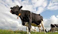 Şəkidə inək sahibini öldürdü