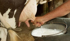 İnək sağmağa çalışarkən elektrik vurub