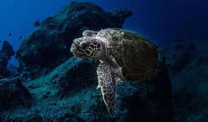 Dəniz tısbağası əti yeyən 78 nəfər xəstəxanaya yerləşdirilib