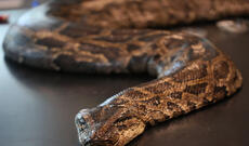 Avtovağzalda axtarış aparan polislər şüşə qabda piton ilanı ələ keçiriblər