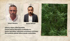 Sabunçu rayonunda aşkarlanan narkoplantasiyada 1500 ədəd çətənə kolu götürülüb