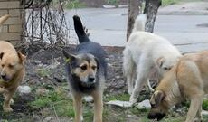 Bakıda dəhşət: Sahibsiz itlər azyaşlıya hücum etdilər - Vəziyyəti ağırdır