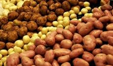 Diqqət: Bu kartof çox təhlükəlidir!