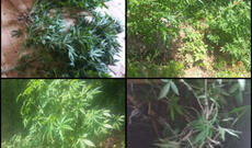 Rayonda narkotik əkib-becərən qardaşlar tutuldu