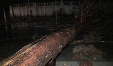 Güclü yağış və külək Göyçayda fəsadlara yol açıb