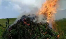 Ötən gün Lerikdə dörd tondan çox xaşxaş kolu məhv edilib