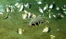 Dəniz donuzu alimlərdə xüsusi maraq kəsb edib