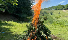 Qubada 2 ton 378 kq çətənə kolu yandırma yolu ilə məhv edilib