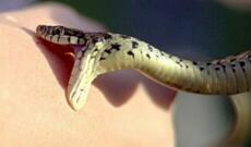 Naxçıvanda hamilə qadını ilan vurdu