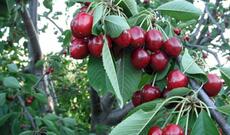 Azərbaycanda 250 min manata gilas bağı satılır