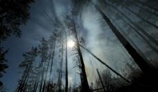 Cənubi Afrikada meşə yanğınlarında 14 nəfər öldü